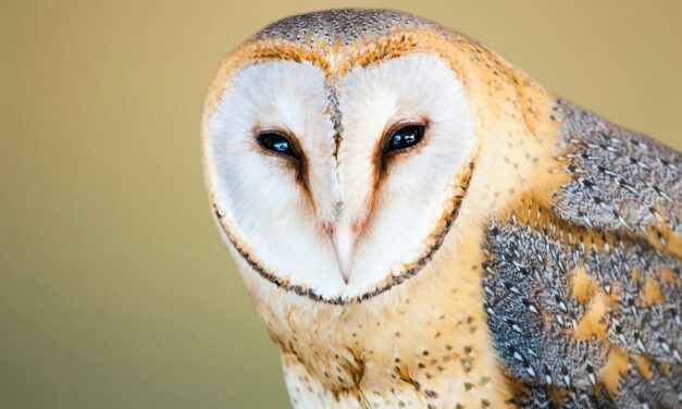 Barn owl