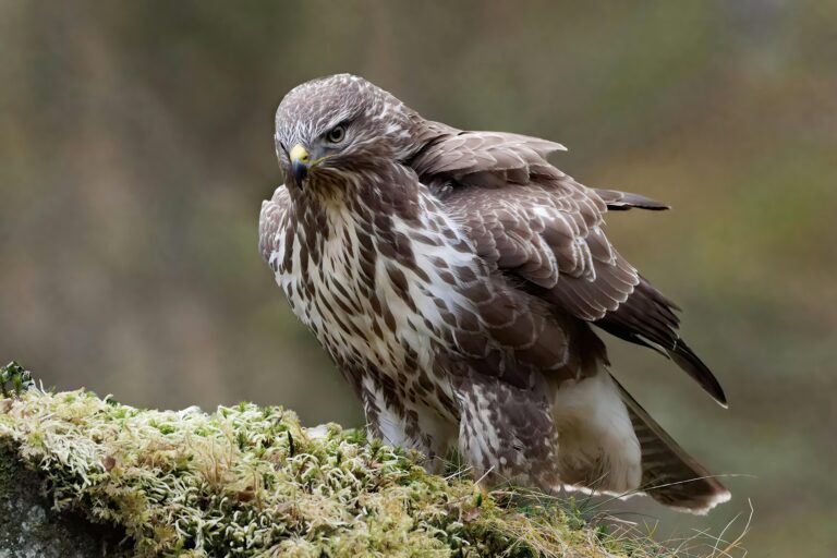 Buzzard British bird profile