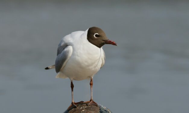 Black-headed gull