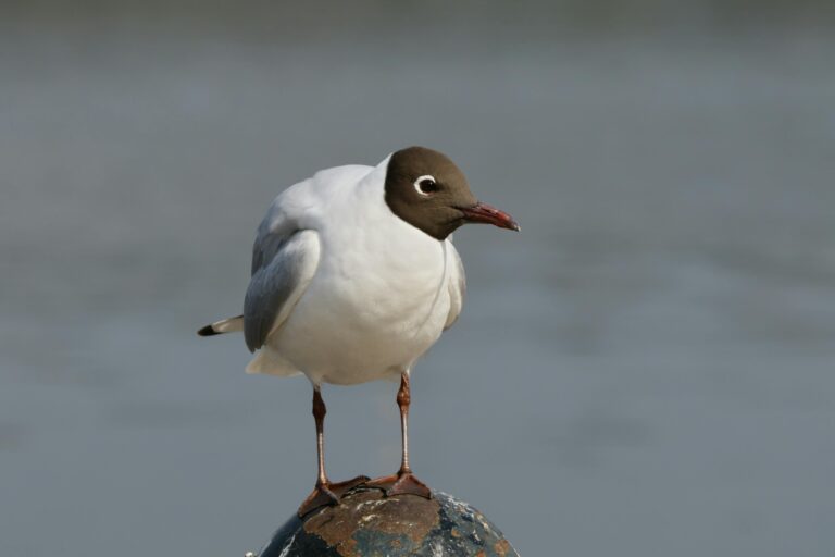 Black-headed gull British bird profile