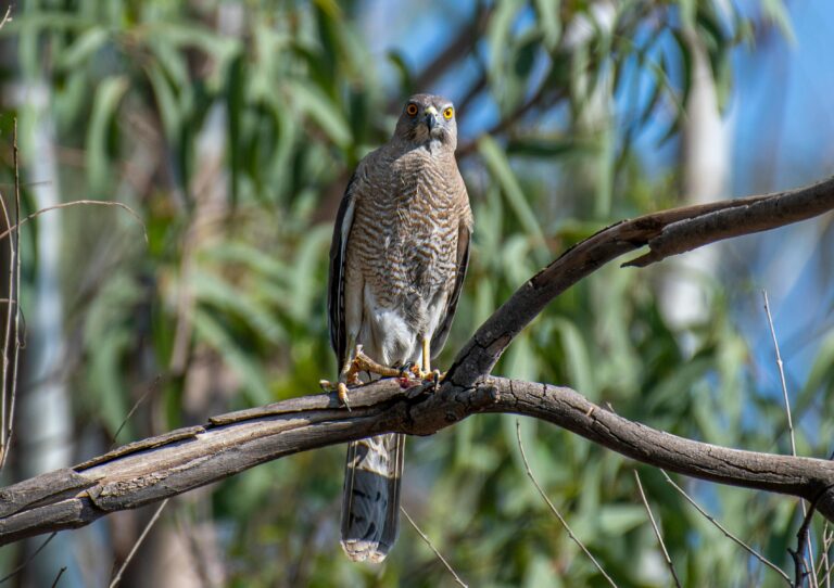 Goshawk British bird profile