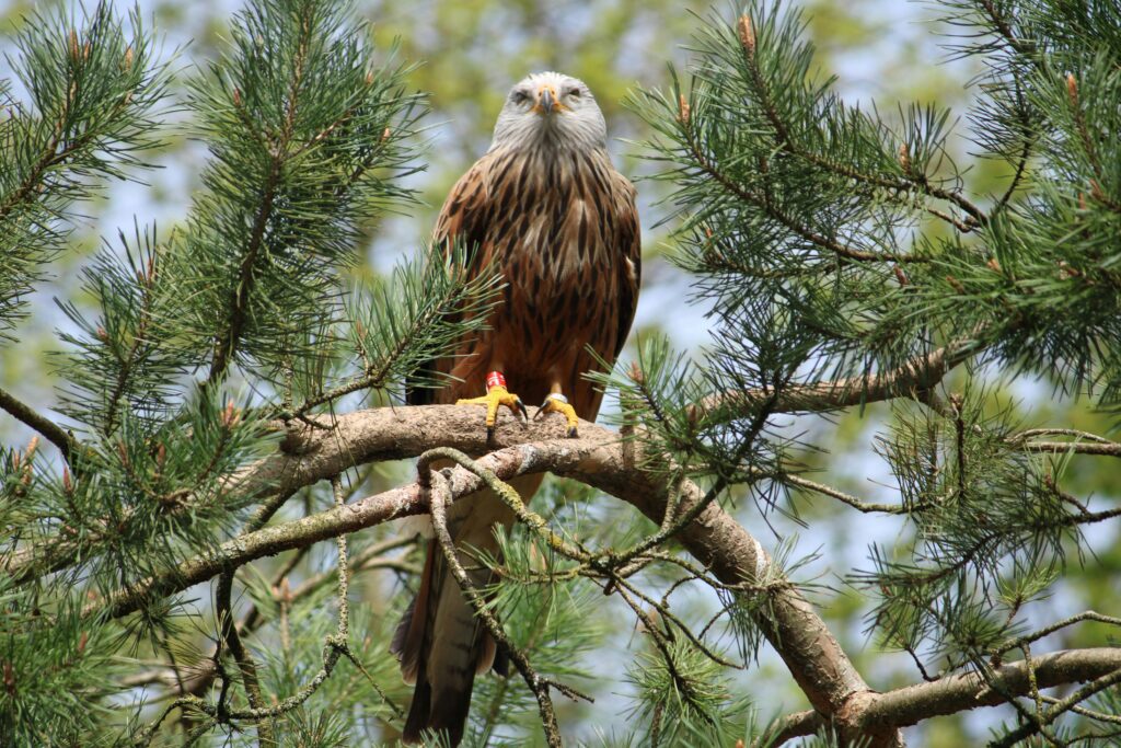 Red kite British bird profile