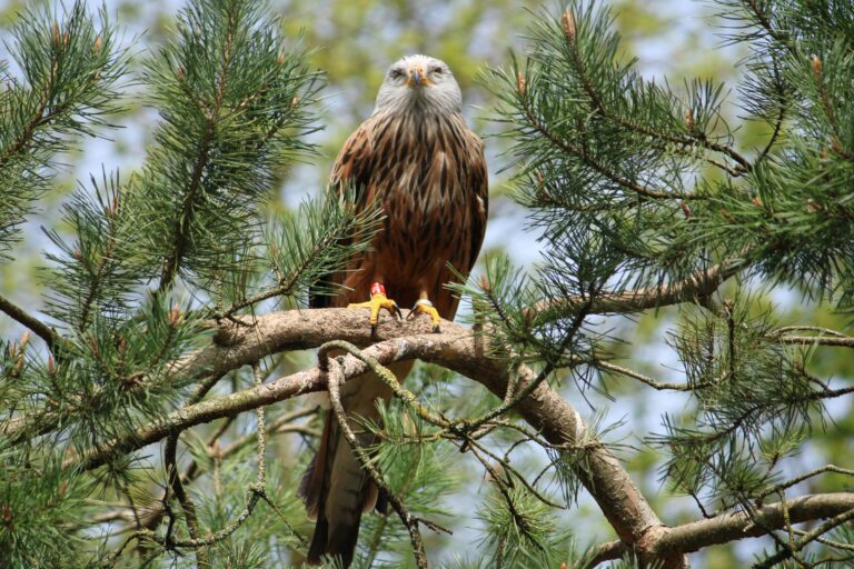 Red kite British bird profile