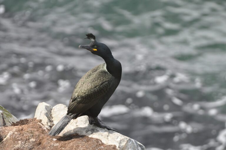 Shag British bird profile