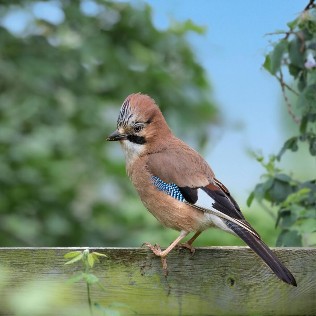 Eurasian Jay