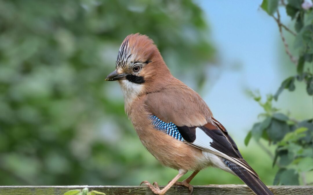 Why Are Eurasian Jays So Colourful?