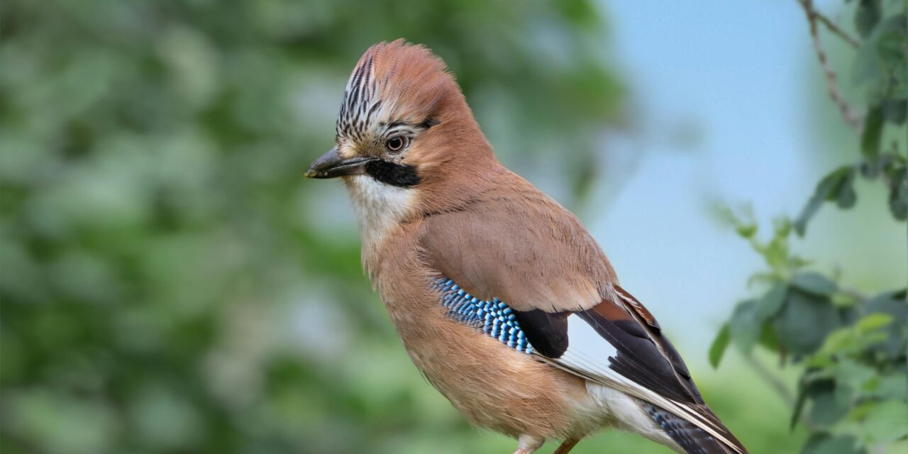 Why Are Eurasian Jays So Colourful?