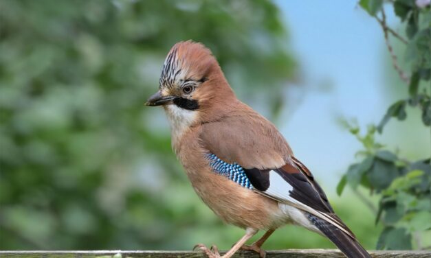 Why Are Eurasian Jays So Colourful?