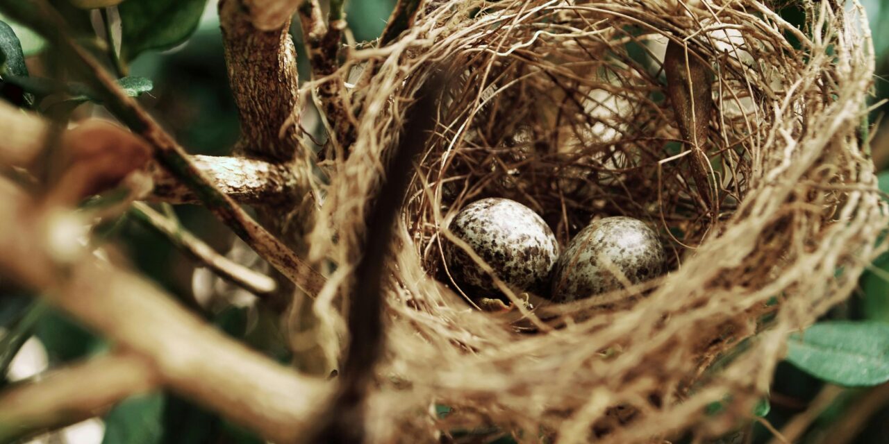 Birds That Nest in Wales: A Guide to Birds Nesting in the Welsh Landscape