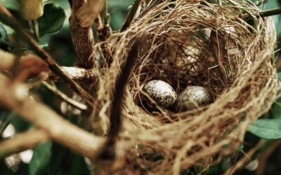 Birds That Nest in Wales: A Guide to Birds Nesting in the Welsh Landscape