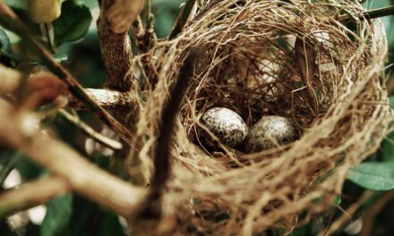 Birds That Nest in Wales: A Guide to Birds Nesting in the Welsh Landscape