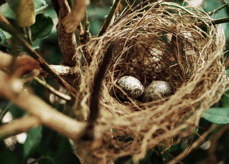 Bird Nesting Season