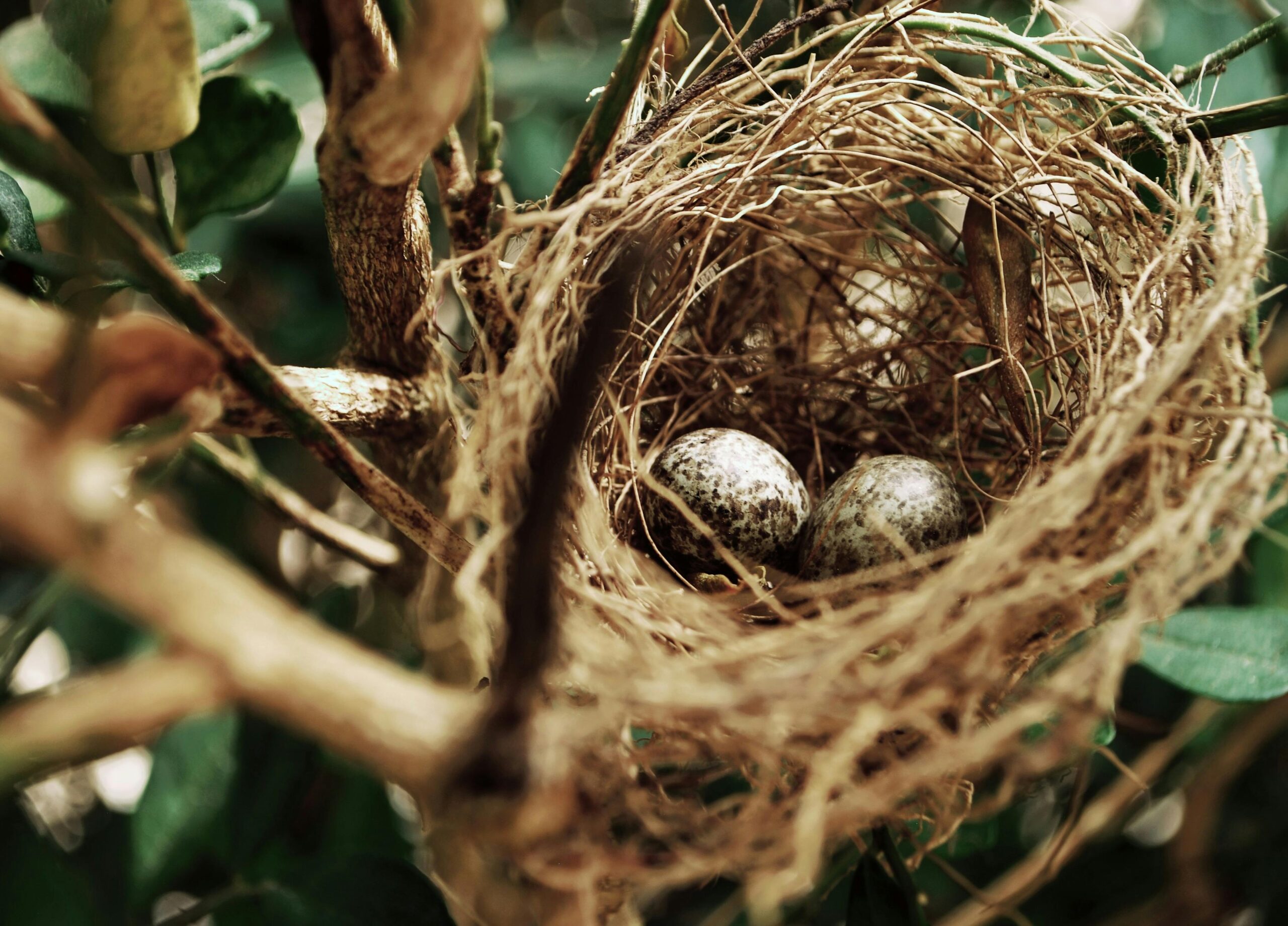 Bird Nesting Season
