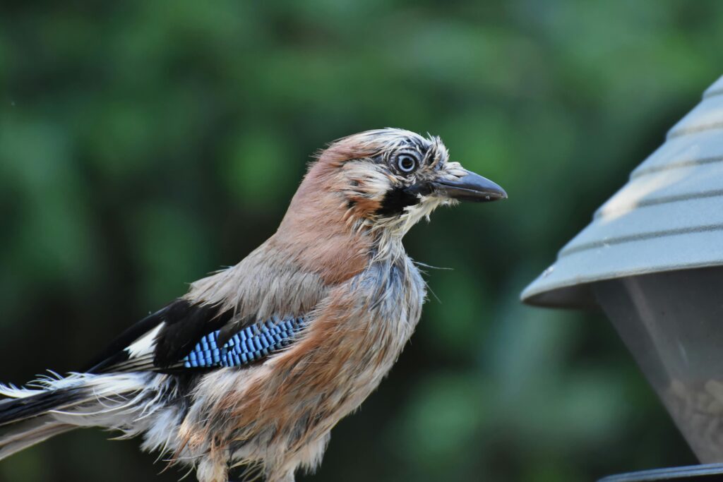 Eurasian Jay