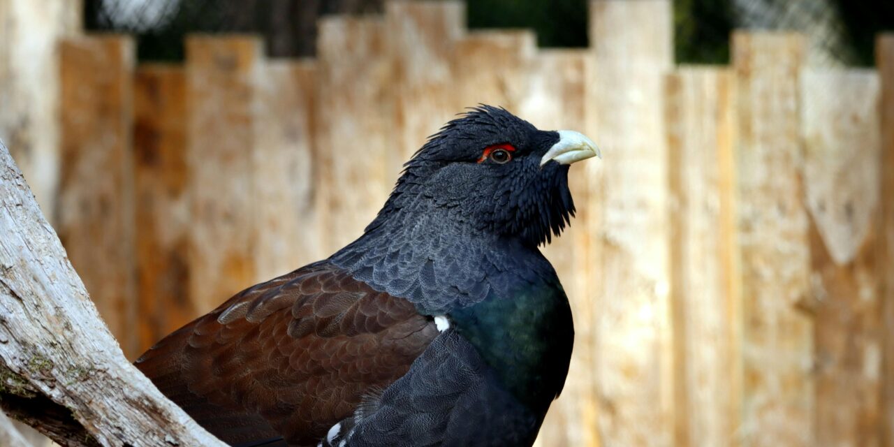 Capercaillie: A Rare Gem in the UK