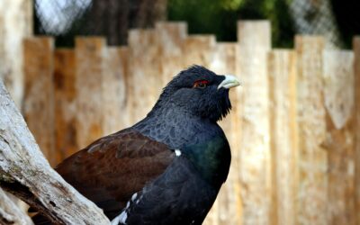 Capercaillie: A Rare Gem in the UK