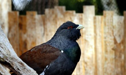 Capercaillie: A Rare Gem in the UK