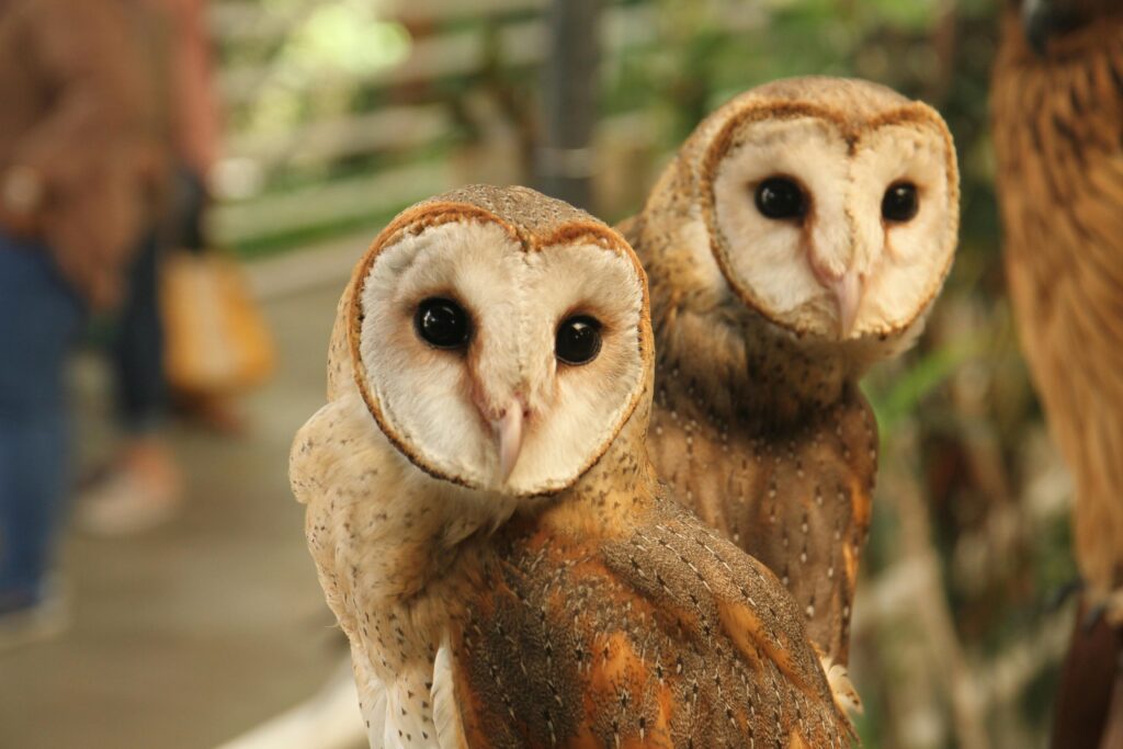 Barn Owls in your garden