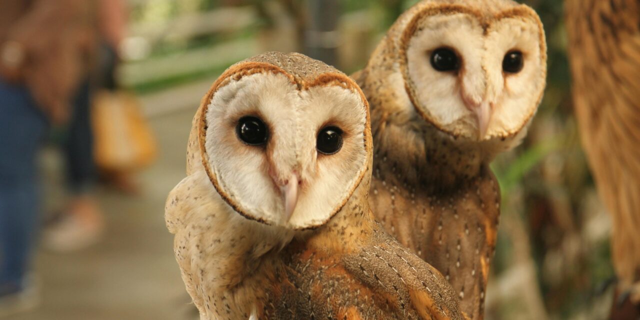 How to Attract Barn Owls to Your Garden