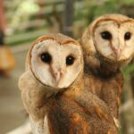 How to Attract Barn Owls to Your Garden