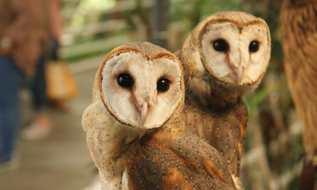 How to Attract Barn Owls to Your Garden