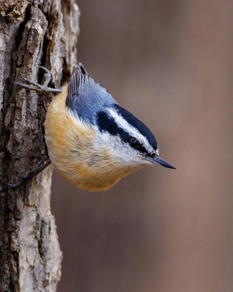 Nuthatch