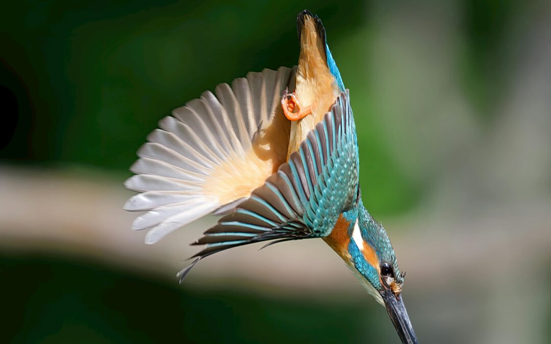 Kingfishers : How rare are they in the UK?