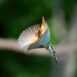 Kingfishers : How rare are they in the UK?