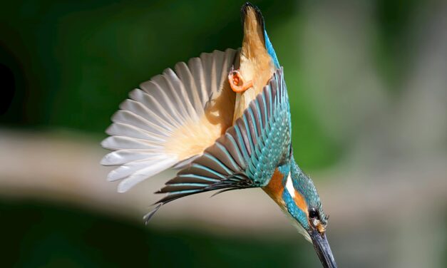 Kingfishers : How rare are they in the UK?