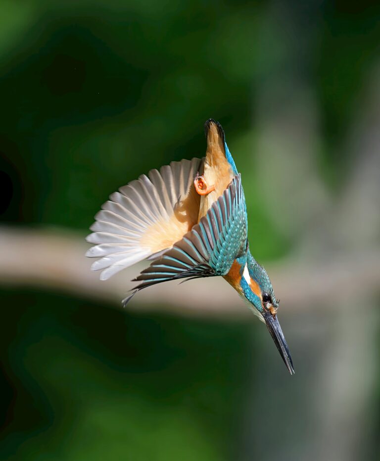 Kingfisher