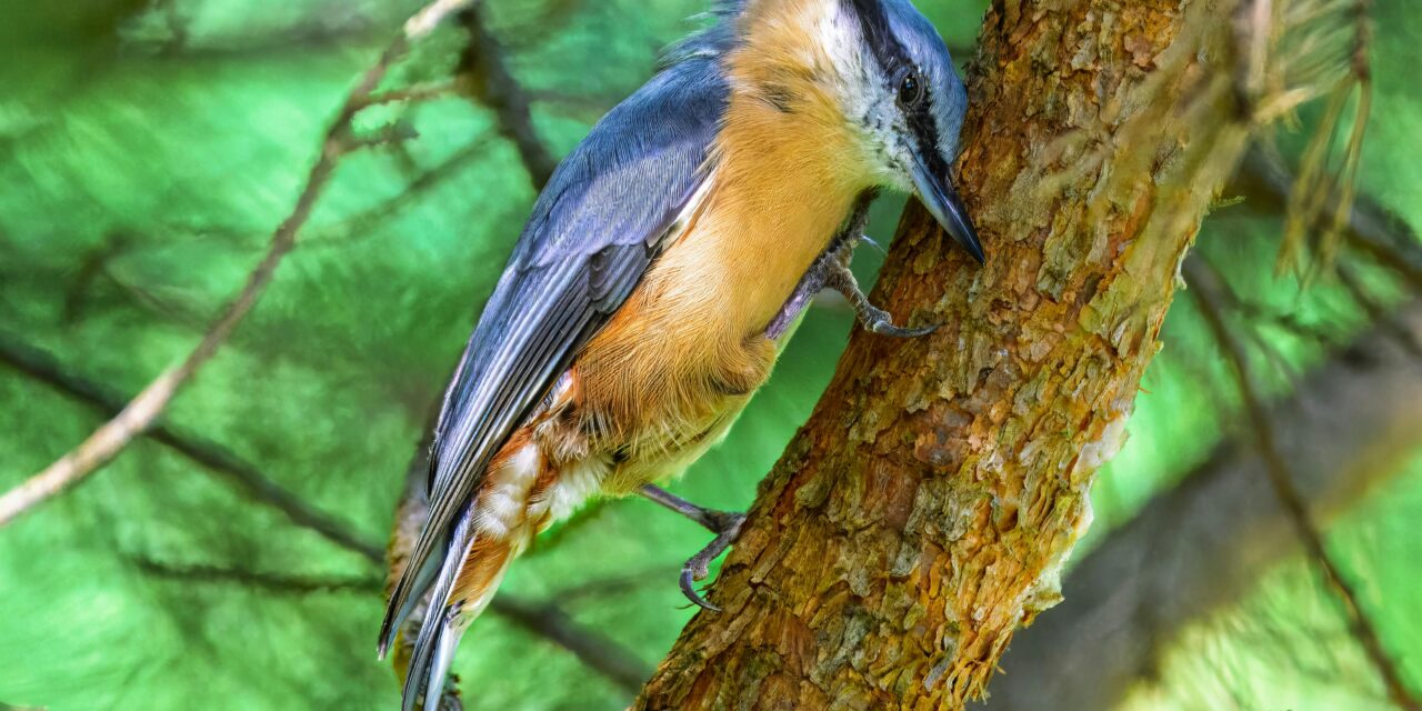 Nuthatches: A Complete Guide to Their Habits and Habitats