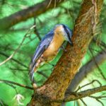 Nuthatches: A Complete Guide to Their Habits and Habitats