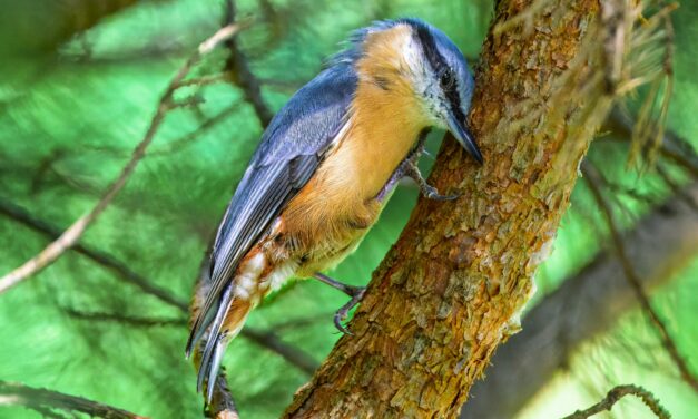 Nuthatches: A Complete Guide to Their Habits and Habitats