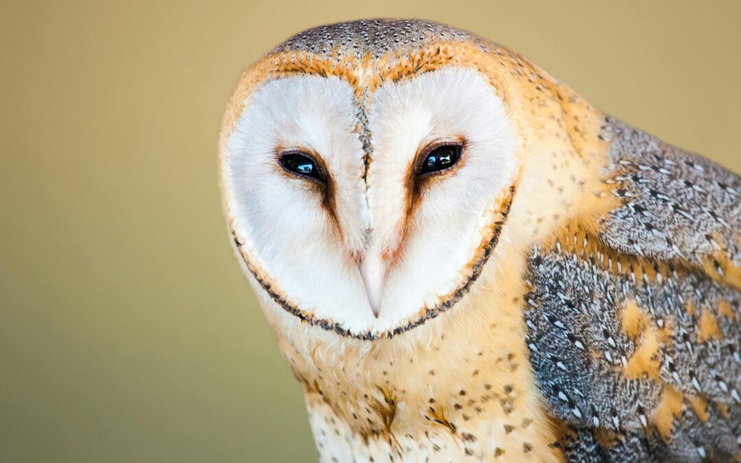 A Complete Guide to the Owls of the UK: Species, Habitats, and Behaviours