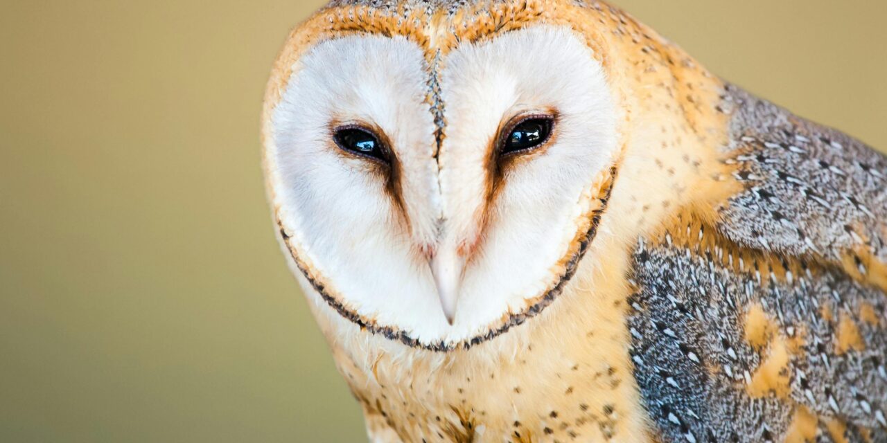 A Complete Guide to the Owls of the UK: Species, Habitats, and Behaviours