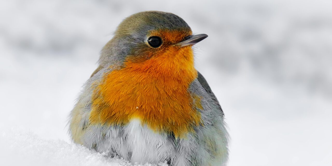 The Connection Between Robins and Christmas: History and Meaning