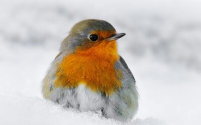 The Connection Between Robins and Christmas: History and Meaning