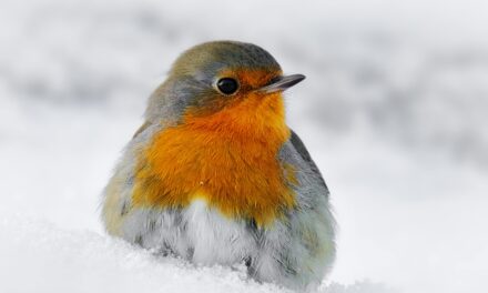 The Connection Between Robins and Christmas: History and Meaning