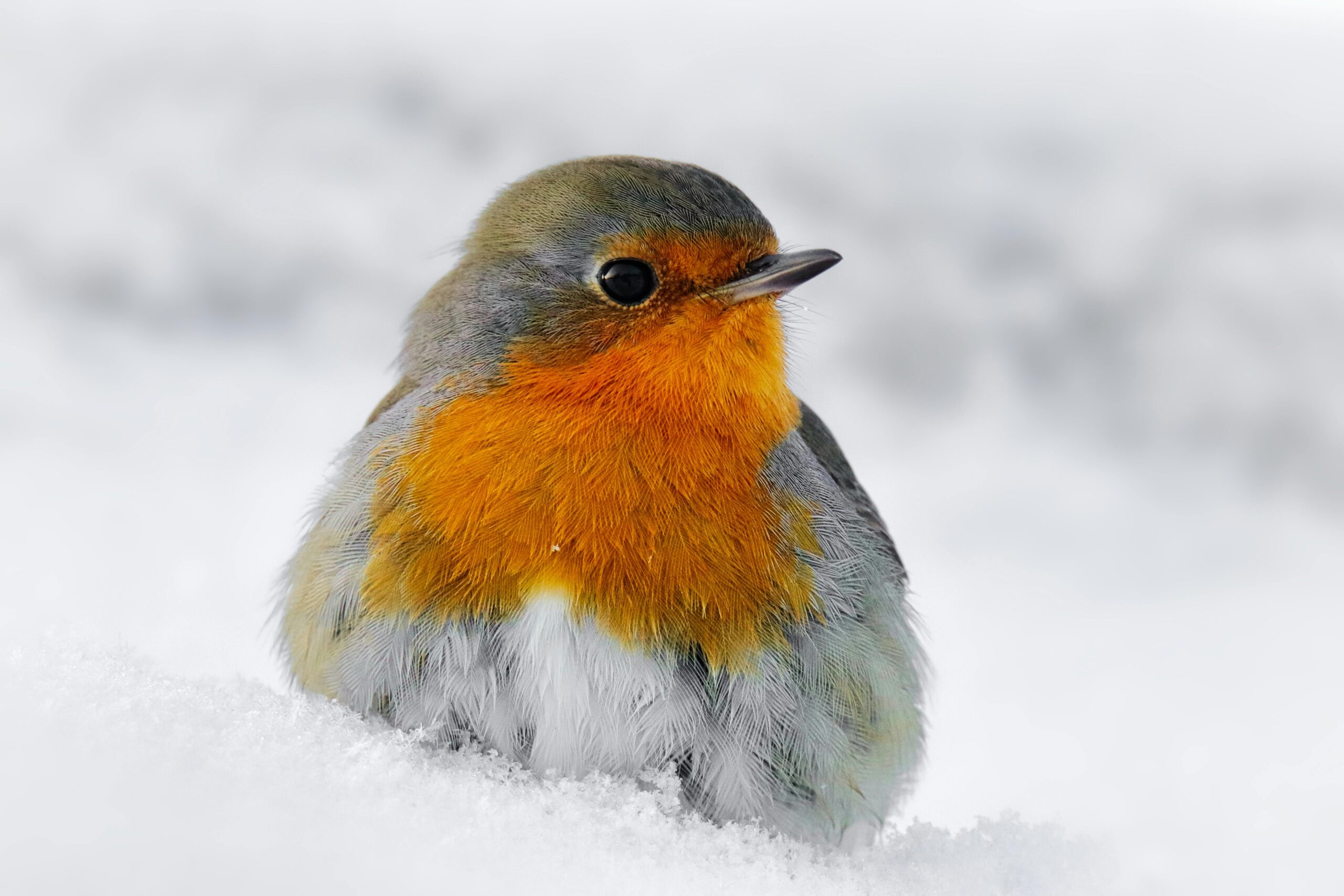 Robin Christmas