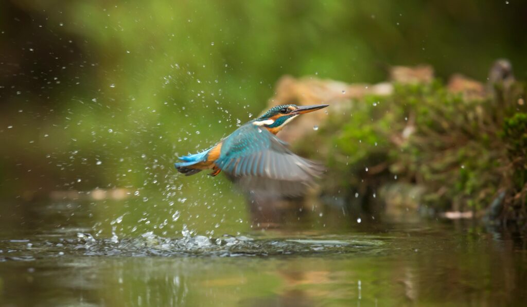 Kingfisher