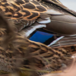 The Unique Features of Mallard Duck Feathers