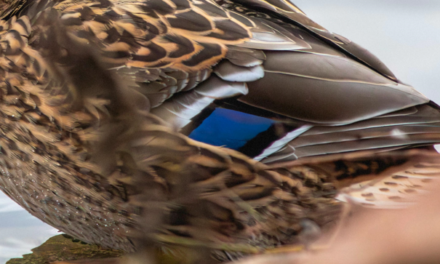 The Unique Features of Mallard Duck Feathers