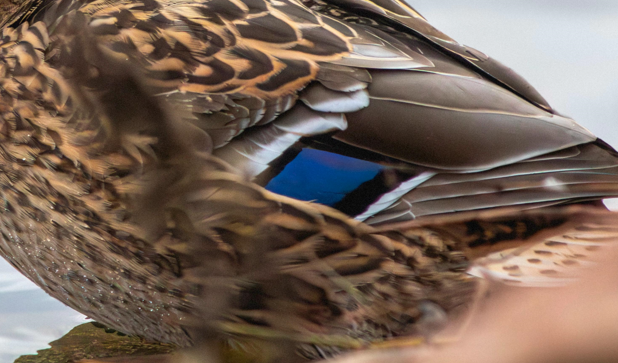 The Unique Features of Mallard Duck Feathers