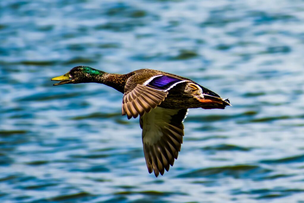 Mallard Markings