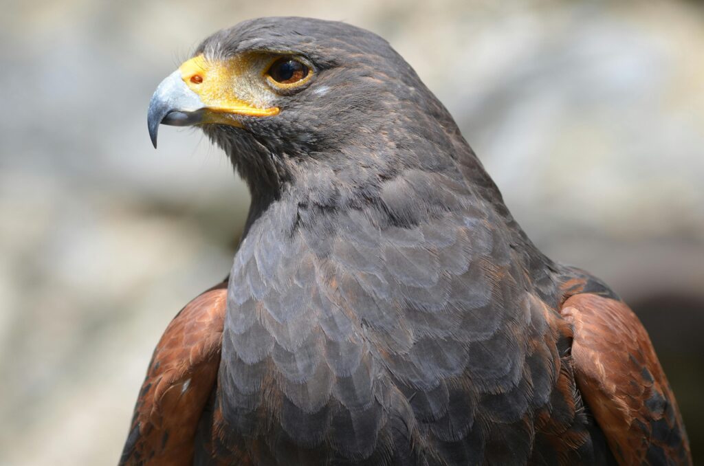 Harris Hawk