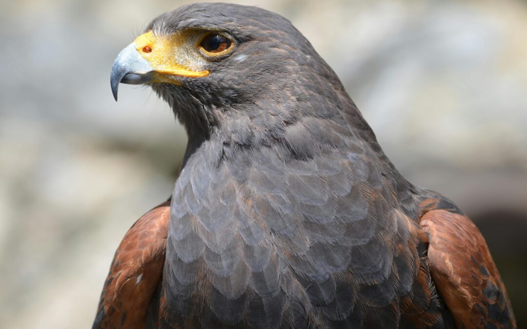 Harris Hawks: Nature’s Master Hunters