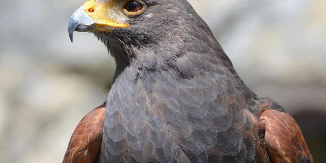 Harris Hawks: Nature’s Master Hunters