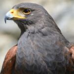 Harris Hawks: Nature’s Master Hunters