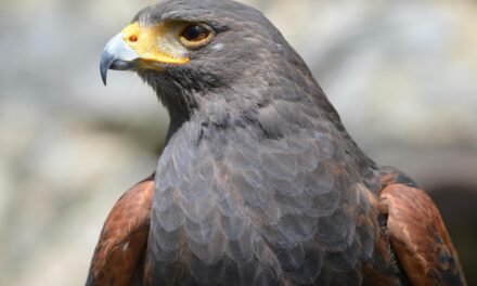 Harris Hawks: Nature’s Master Hunters