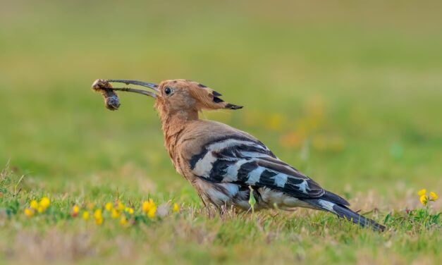 Unusual Birds You Didn’t Know Lived in the UK